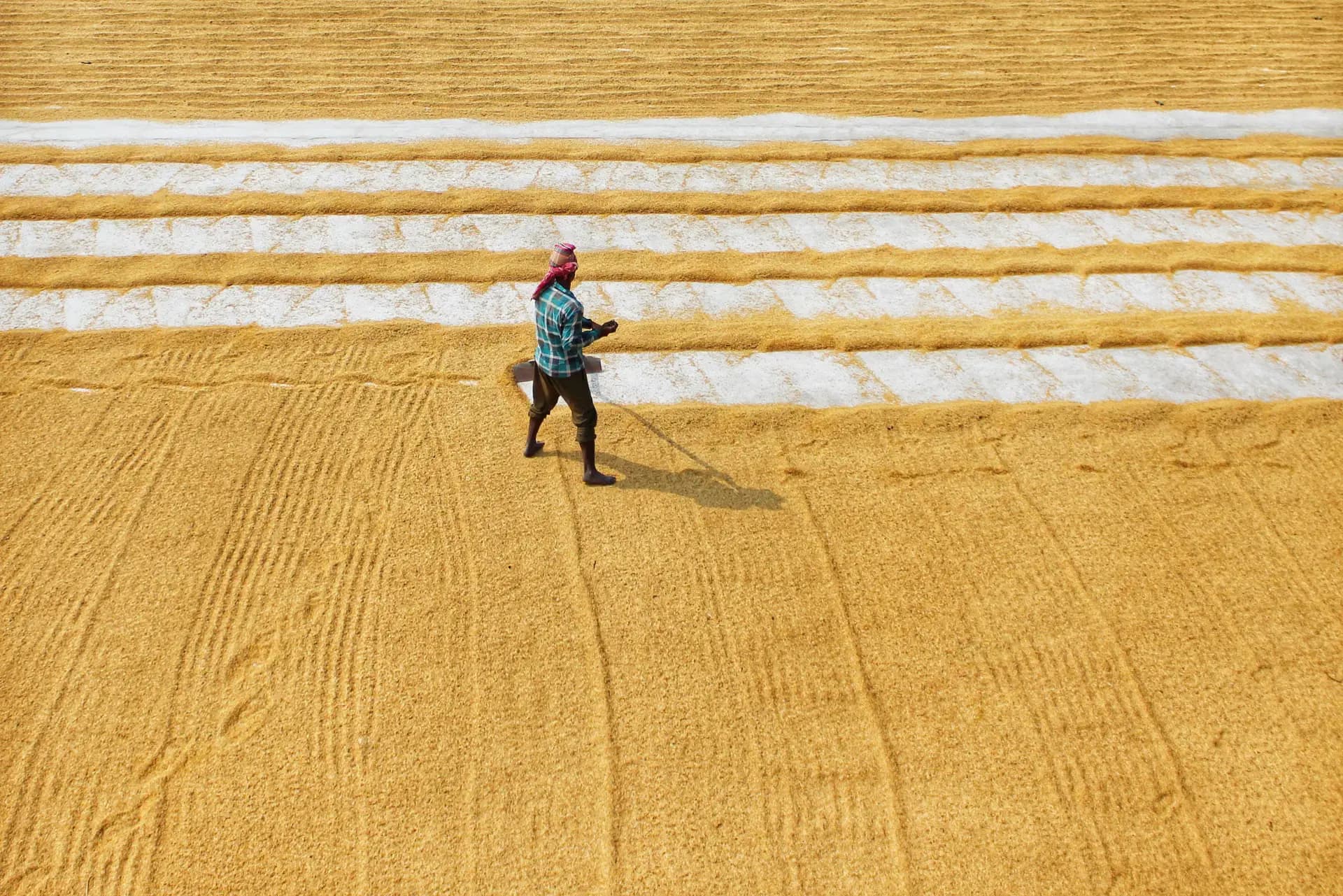 A farmer spreading harvested grain to dry, seen from above