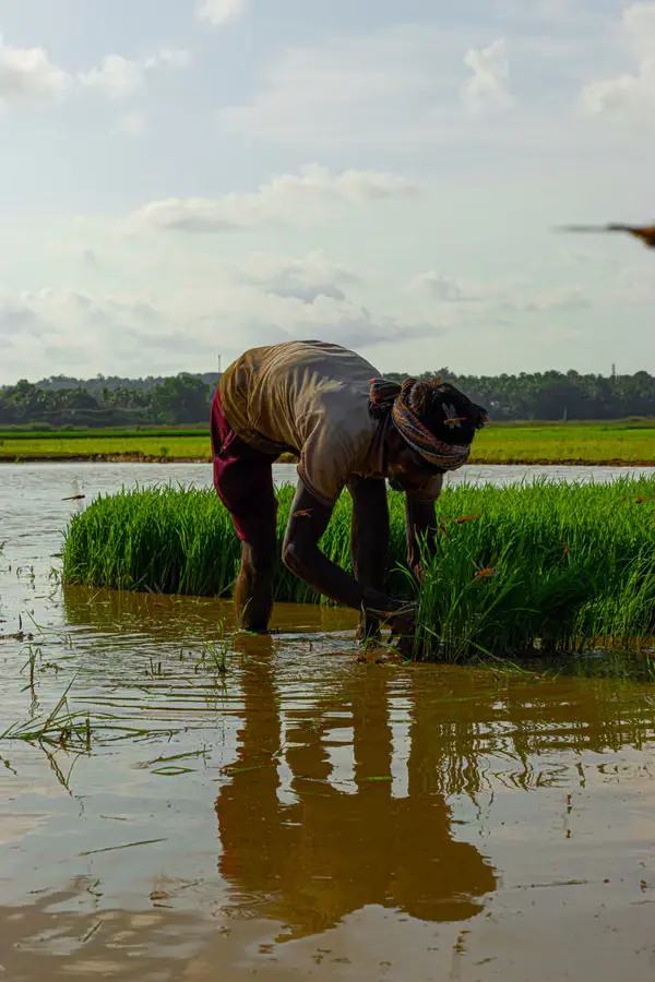 Farmer working in a paddy field at the point of harvest