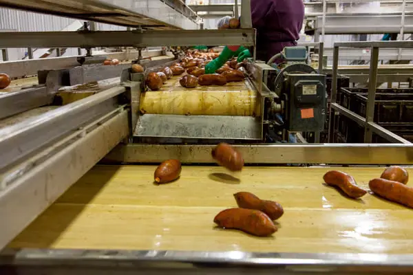 Produce moving along a conveyor belt inside a processing facility