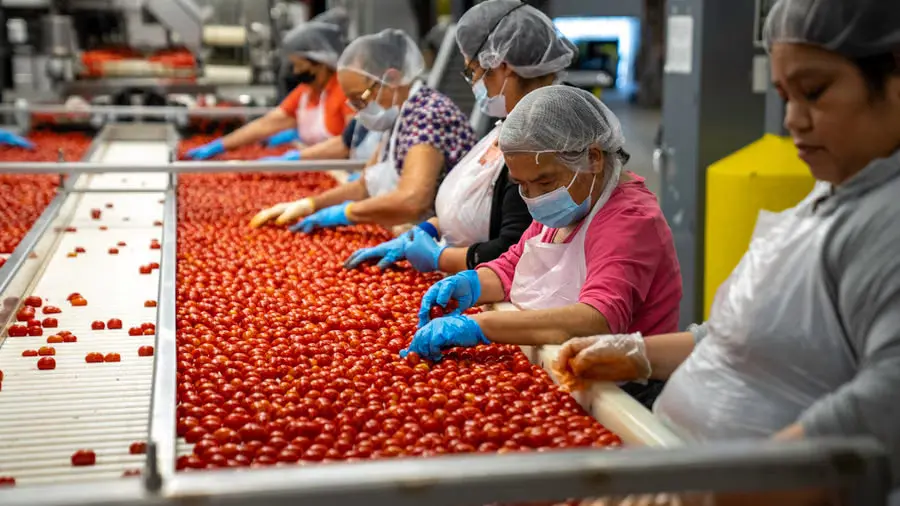 Quality-control team sorting produce on a food processing line